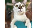 Adopt Lobelia a Domestic Short Hair, Extra-Toes Cat / Hemingway Polydactyl