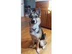 Adopt Aliey a Corgi, German Shepherd Dog