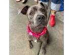 Adopt Ulta a Pit Bull Terrier, Mixed Breed