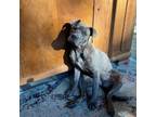 Adopt Ulta a Pit Bull Terrier, Mixed Breed