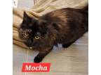 Adopt Mocha a Domestic Medium Hair