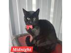 Adopt Midnight a Domestic Short Hair