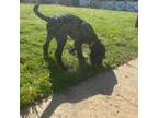 Adopt Nellie Stevens a Standard Poodle, Mixed Breed