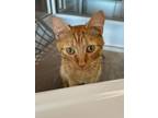 Adopt Spice a Domestic Short Hair