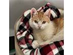 Adopt Bess a American Shorthair