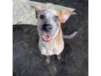 Adopt Jackie a Cattle Dog