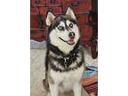 Adopt Shasta a Siberian Husky