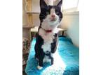 Adopt Emmy a Domestic Short Hair