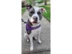 Adopt Lulu a American Staffordshire Terrier, Mixed Breed