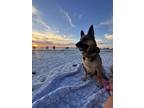 Adopt Salamander a German Shepherd Dog