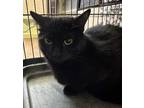 Adopt Jade a Domestic Short Hair