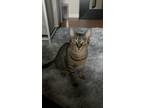 Adopt Sage a Domestic Short Hair, Tabby