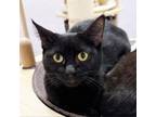 Adopt Nova a Domestic Short Hair