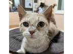 Adopt Jazzykins a Domestic Short Hair