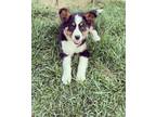 Adopt Berkley (Glick Gang) a Australian Shepherd, Bernese Mountain Dog