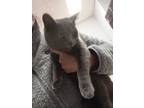 Adopt Allie a Russian Blue