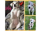 Adopt Lola a Boxer, Labrador Retriever