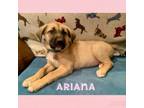 Adopt Ariana a Black Mouth Cur, Mixed Breed