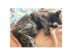 Adopt Grey 2024 a Domestic Long Hair, Norwegian Forest Cat