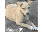 Adopt Adele a Labrador Retriever