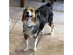 Adopt Lady a Australian Shepherd