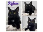 Adopt Kylene a Domestic Short Hair