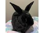 Adopt Sabrina the Teenage Witch a Flemish Giant, New Zealand