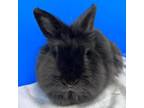 Adopt Norma a Dwarf, Lionhead