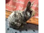 Adopt Wiggles a Lionhead, Harlequin