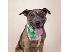 Adopt Melody a Catahoula Leopard Dog