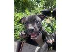 Adopt Cassia a Labrador Retriever