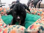 Adopt Lupita a Labrador Retriever