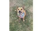 Adopt June a Australian Shepherd, Corgi