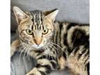 Adopt Amara a Bengal, Tabby