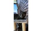 Adopt Mako a Russian Blue, Domestic Short Hair