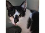 Adopt Judy Beauty a Domestic Short Hair