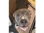 Adopt Esmeralda a American Staffordshire Terrier, Pit Bull Terrier