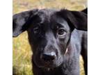 Adopt May a Labrador Retriever