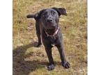 Adopt May a Labrador Retriever