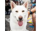 Adopt Marshmallow a White German Shepherd, Husky