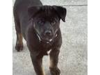 Adopt July a Rottweiler, Mixed Breed