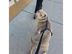 Adopt Eva a Pit Bull Terrier