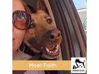 Adopt Faith a German Shepherd Dog