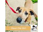 Adopt Ole Girl a Australian Cattle Dog / Blue Heeler