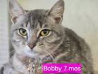 Adopt Bobby a Tabby