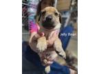 Adopt Jelly Bean a Catahoula Leopard Dog