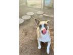 Adopt Ollie a Cardigan Welsh Corgi, English Shepherd