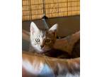 Adopt Opal a Domestic Short Hair