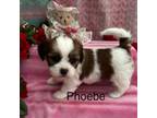 Lhasa Apso Puppy for sale in Montezuma, GA, USA