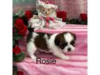 Lhasa Apso Puppy for sale in Montezuma, GA, USA